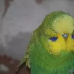 Bollerköpfchen Oleg