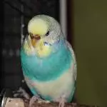 Gretelchen