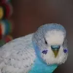 Quendolin oh Quendolin