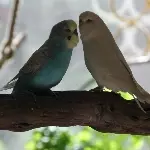 Welli-Liebe