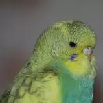Brabbelbärtchen Barbara