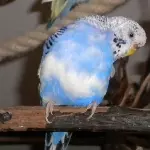 Fußvolk...