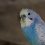 Unscharfer Quendolin
