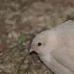 Eine Schneekugel mit Schnabel