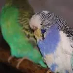 Brunhilde - Eine Zucker-Schecke