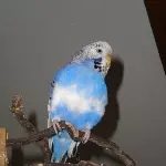 Rebwurzel
