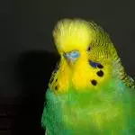 Opa Otto