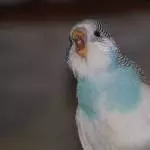 Aaaaachtung!