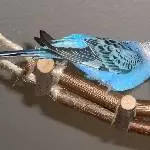 Kraulen...