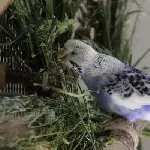 Bella