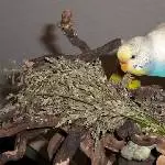Wildgras lecker...