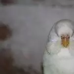 Frontal Priszilla