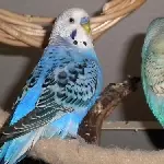 Peter und Frido