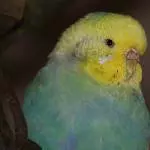 Mathilda die blaugrüne Schönheit