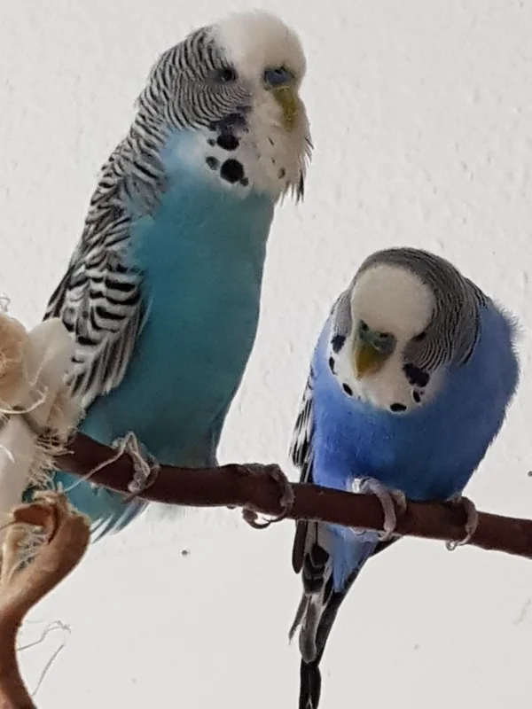 Wellensittich-Bild: Henry: Ich bin dir ganz Ohr.