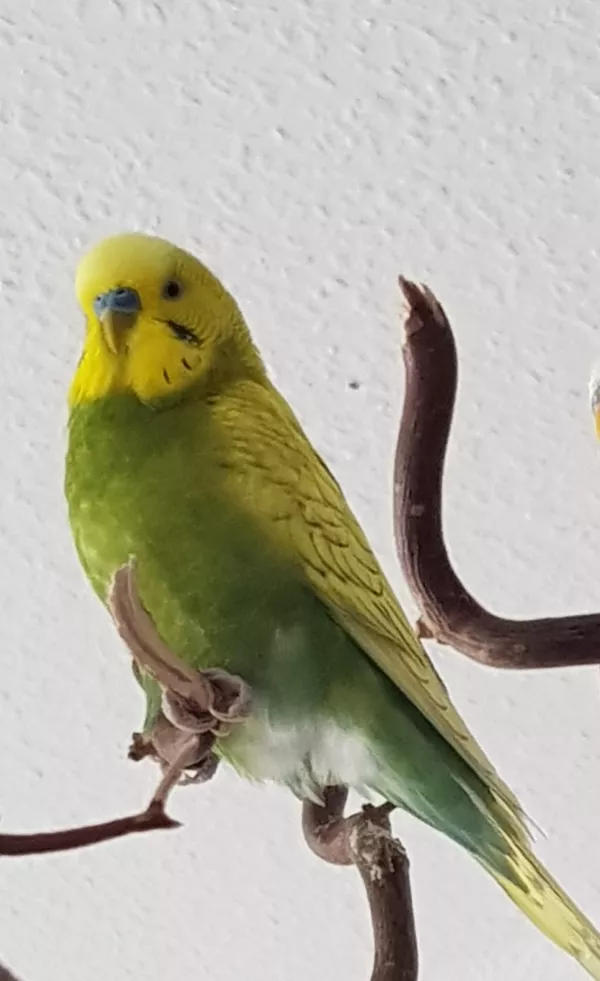 Wellensittich-Bild: Heute musste DeeDee sein Köfferchen packen.
Die Erinnerung an den kleinen bescheidenen
hübschen Grünling wird bleiben!
Leb wohl im Hirseland mein kleiner Liebling!