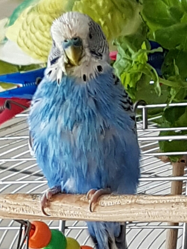PHPSESSID