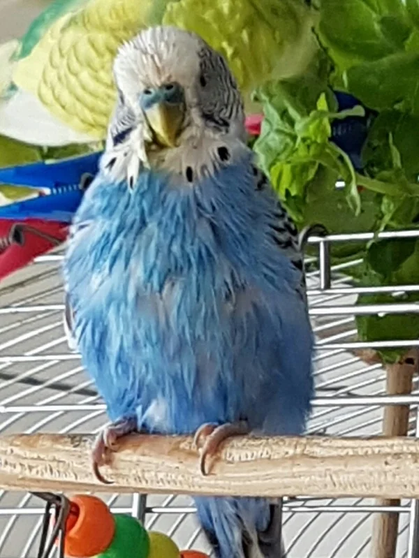 Wellensittich-Bild: Heute gab es Badeblättchen