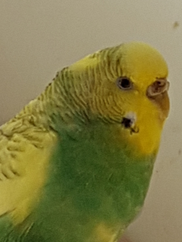 Baby