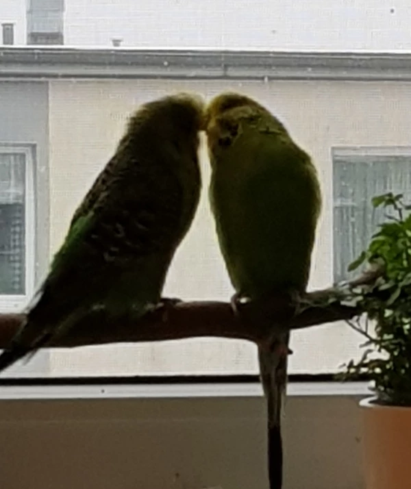 Wellensittich-Bild: Hach wie herzig die beiden Unzertrennlichen.