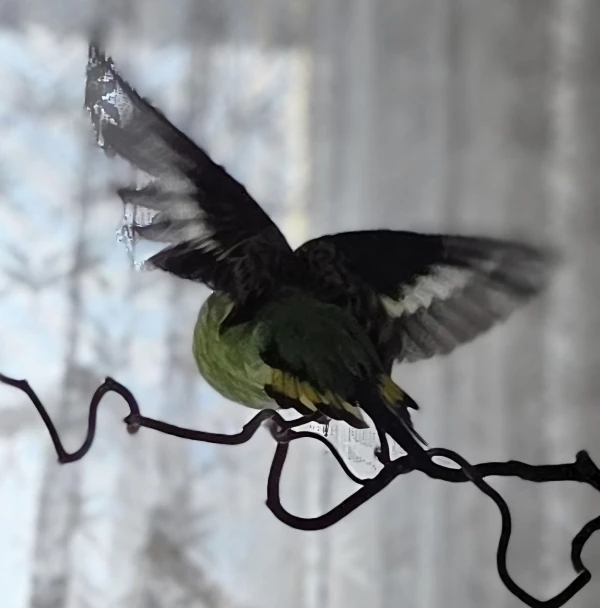 Wellensittich-Bild: Moritz, der große grüne Schmetterling.