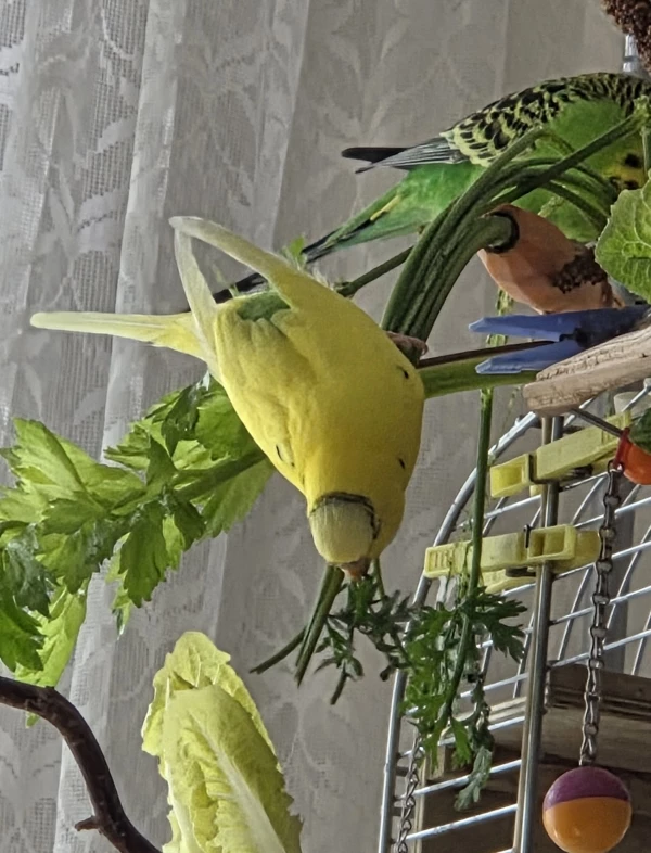 Wellensittich-Bild: Samu sucht sich am Salatbuffet die besten Stücke!

