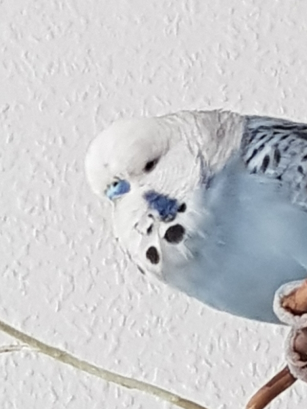Grisu
