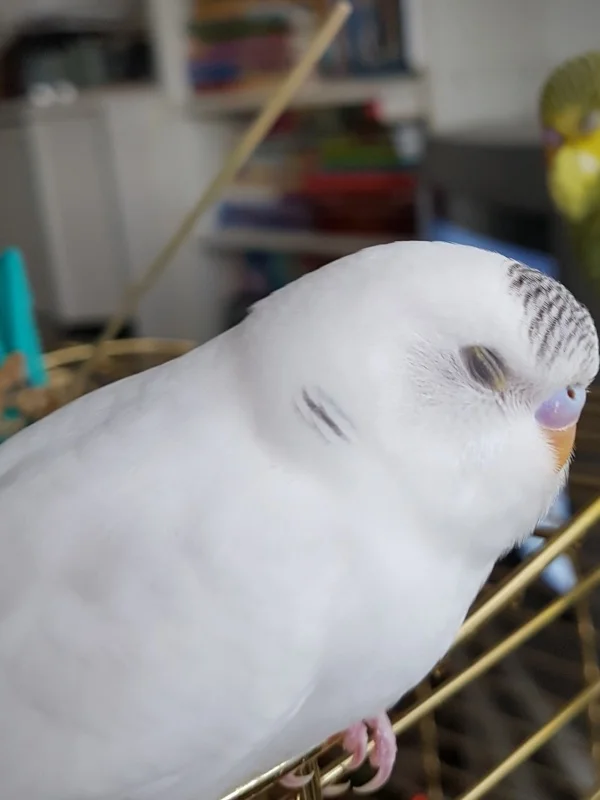 Wellensittich-Bild: Davi schlummert in glücklichen Kükentagen. Heute schloss er seine Äugelein für immer.
Flieg frei im schönen Hirseland mein kleiner Liebling..