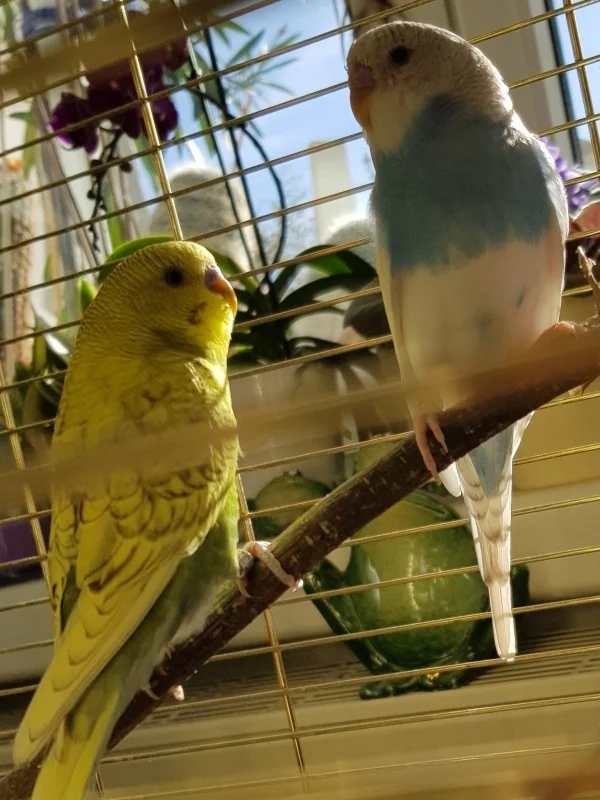 Wellensittich-Bild: noch schüchtern im neuen Zuhause
