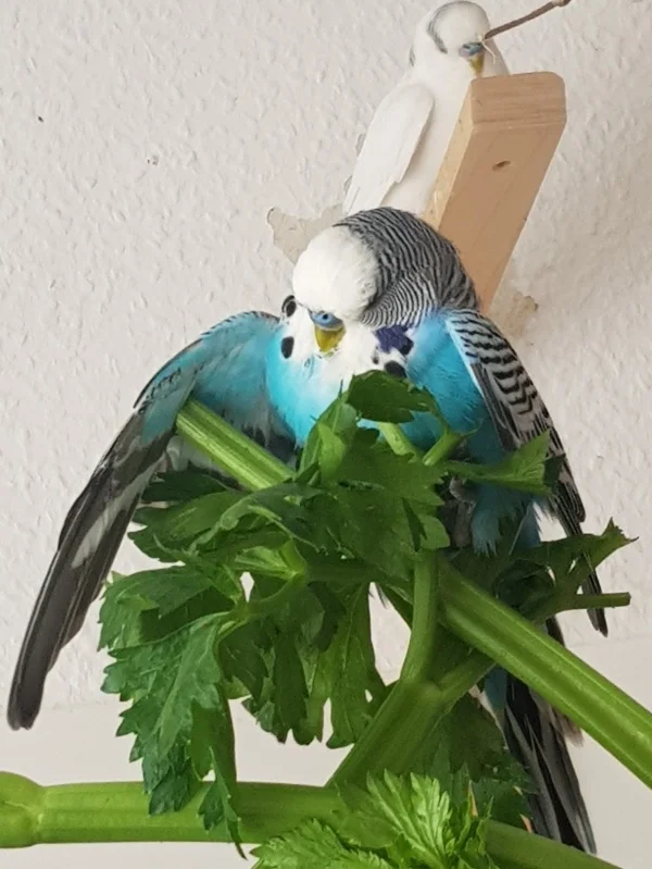 Wellensittich-Bild: Auch unter den Flügeln muss man sich waschen.