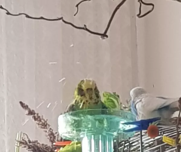 Wellensittich-Bild: Moritz badet ausgiebig! Man kann sogar die Tropfen sehen. :-)