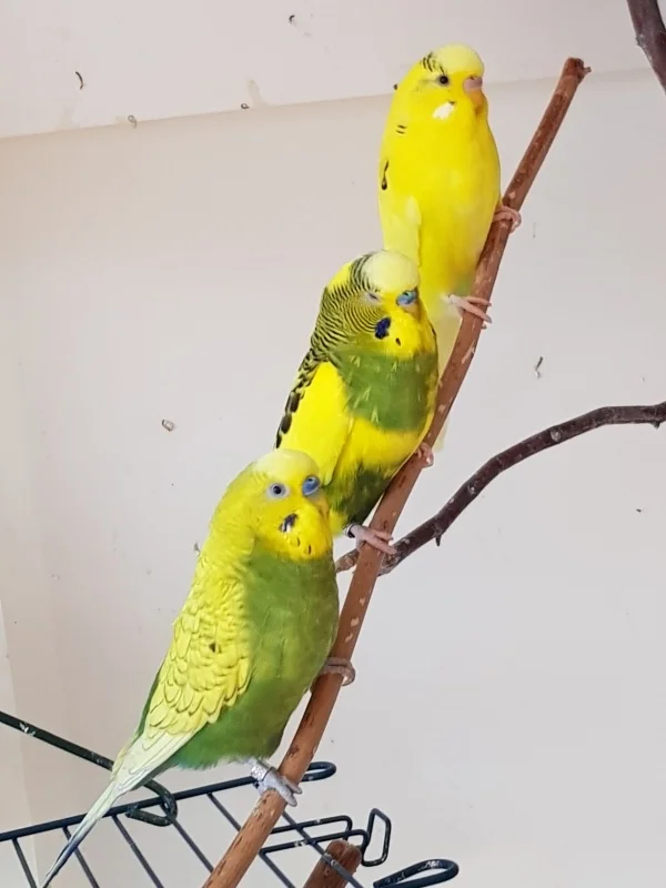 Wellensittich-Bild: Das komplette Team Gelb-Grün der Tiefflieger!