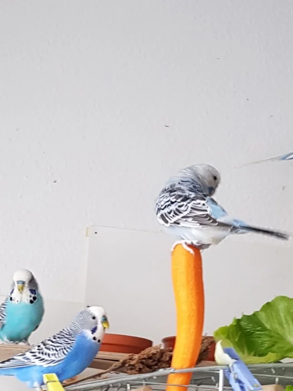 Wellensittich-Bild: der kleine Rübchenkönig