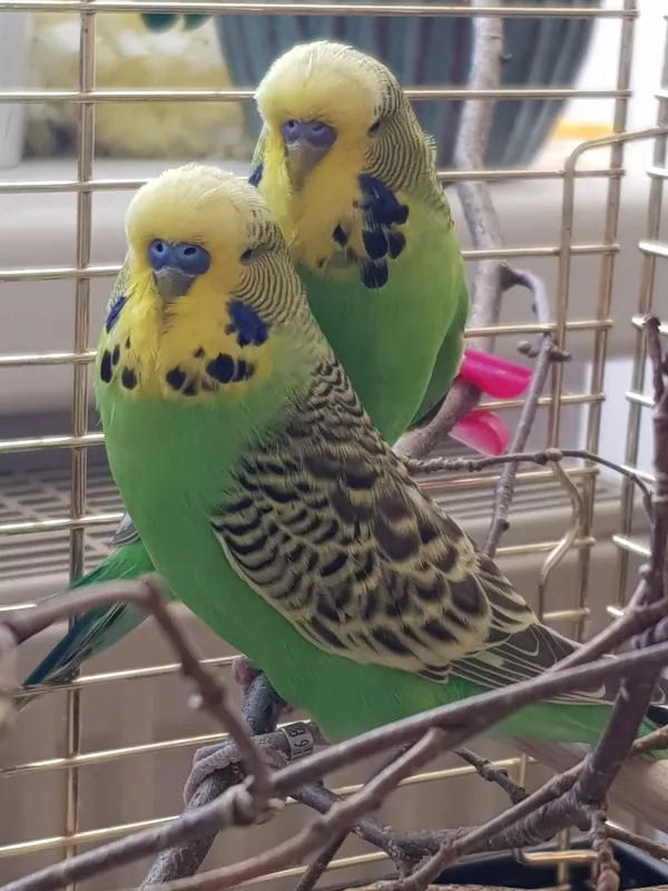 Wellensittich-Bild: Sind wir nicht knuffig?
Finde 5 kleine Unterschiede.
