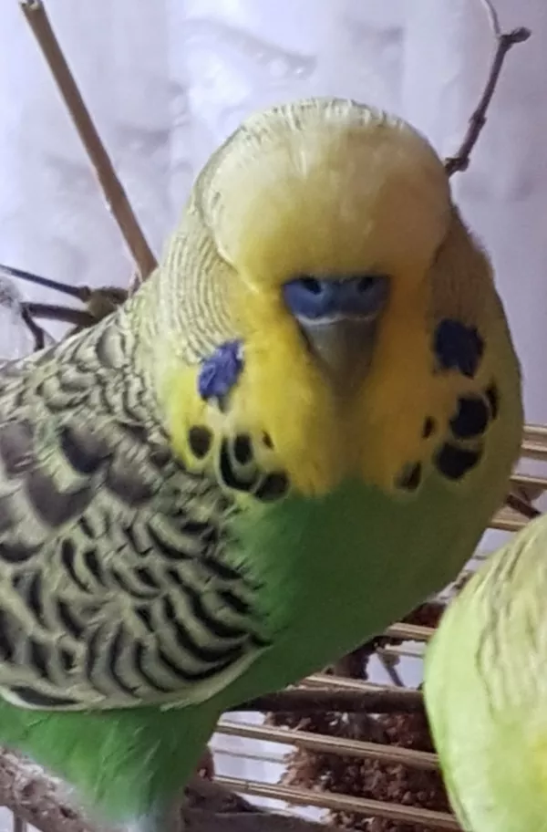 Wellensittich-Bild: Profilbild Moritz 10.
Zur Unterscheidung mit letzten Ziffern der Ringnummer.