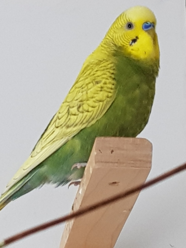 DeeDee
