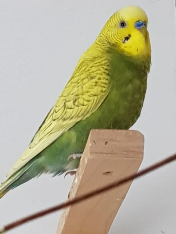 Wellensittich-Bild: Aus Küken werden Hähnchen.