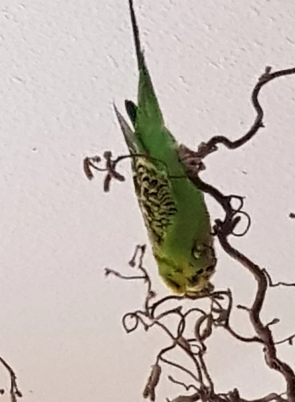 Wellensittich-Bild: Moritz eifrig am Knospen abreißen.