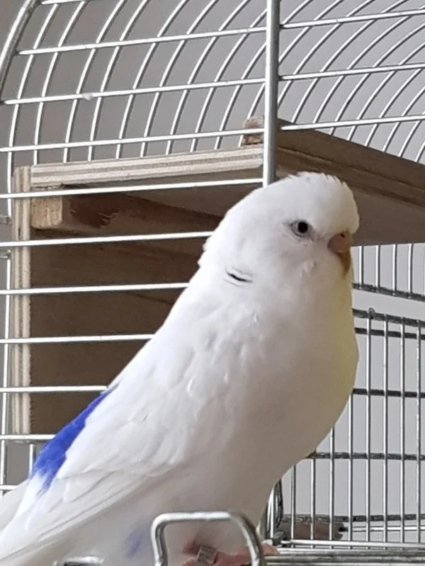 Wellensittich-Bild: Davi zeigt stolz seine Welle!
Ein echter Wellensittich!