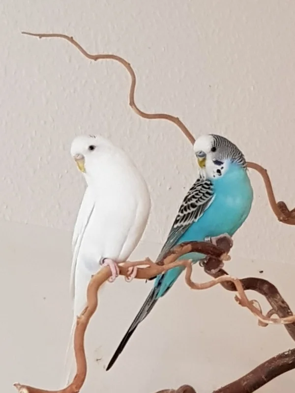 Wellensittich-Bild: Synchronschwimmen; ähm-sitzen!