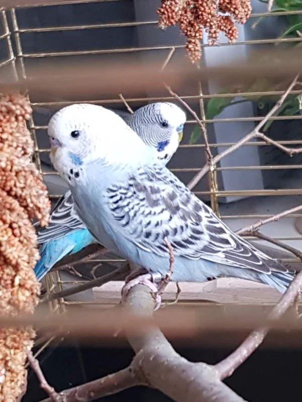 Wellensittich-Bild: Grisú und Thommie-Lee