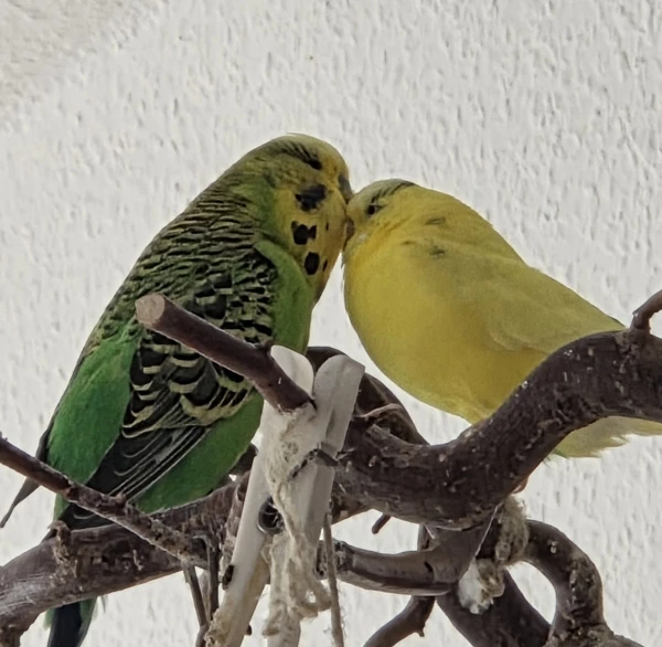 Wellensittich-Bild: Max und Samu sind dicke Freunde geworden! Die Twins sind zwar immernoch Best Brothers, aber trotzdem hat sich mittletweile jeder einen eigenen Freund zugelegt!