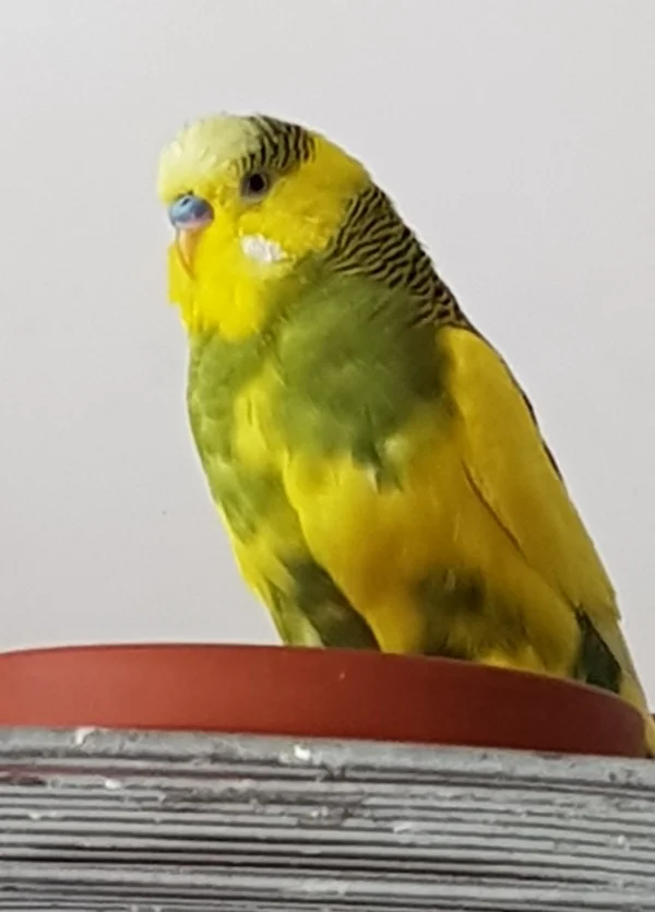 Wellensittich-Bild: Unser Titus