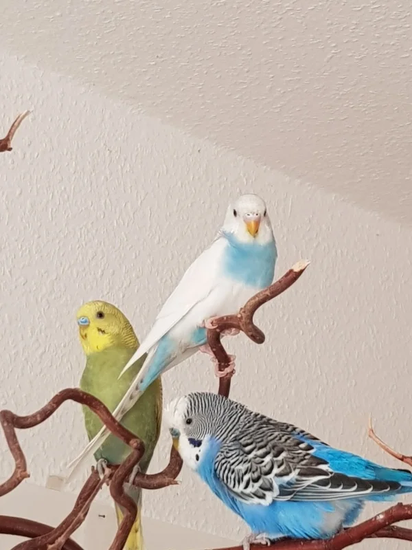 Wellensittich-Bild: Der mutige Henry mit den beiden unheimlichen Fremdlingen