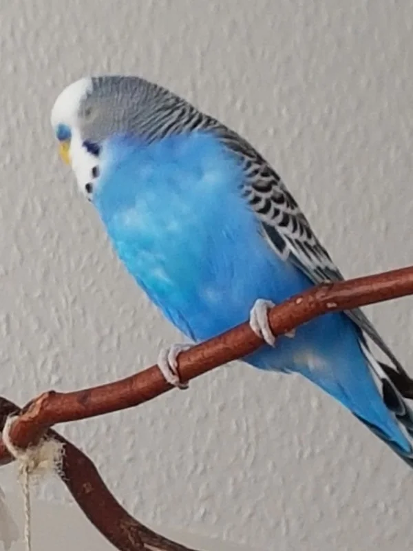 Wellensittich-Bild: Bela