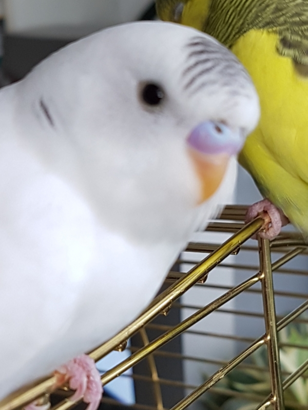PHPSESSID