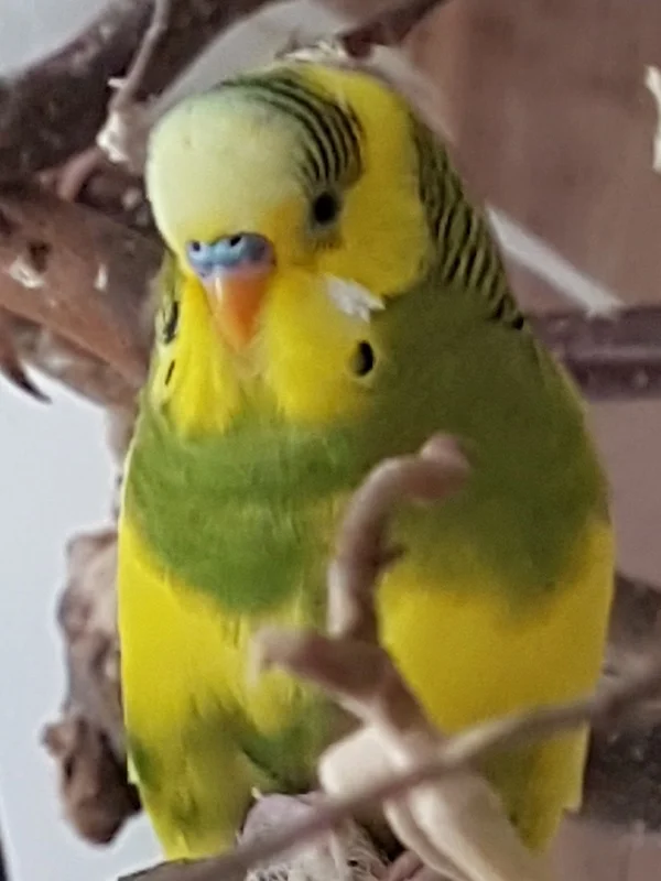 Wellensittich-Bild: Titus