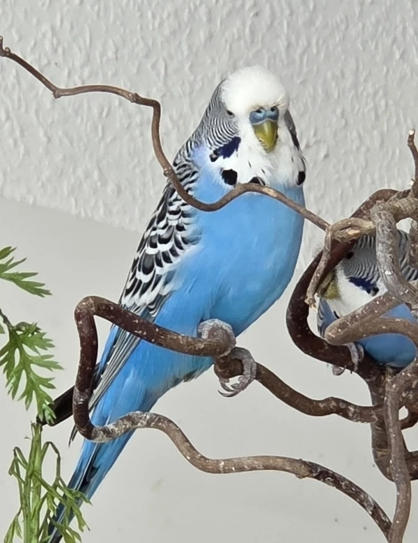 Wellensittich-Bild: Hat nicht Jimmy Lee einen prächtigen Blauton?