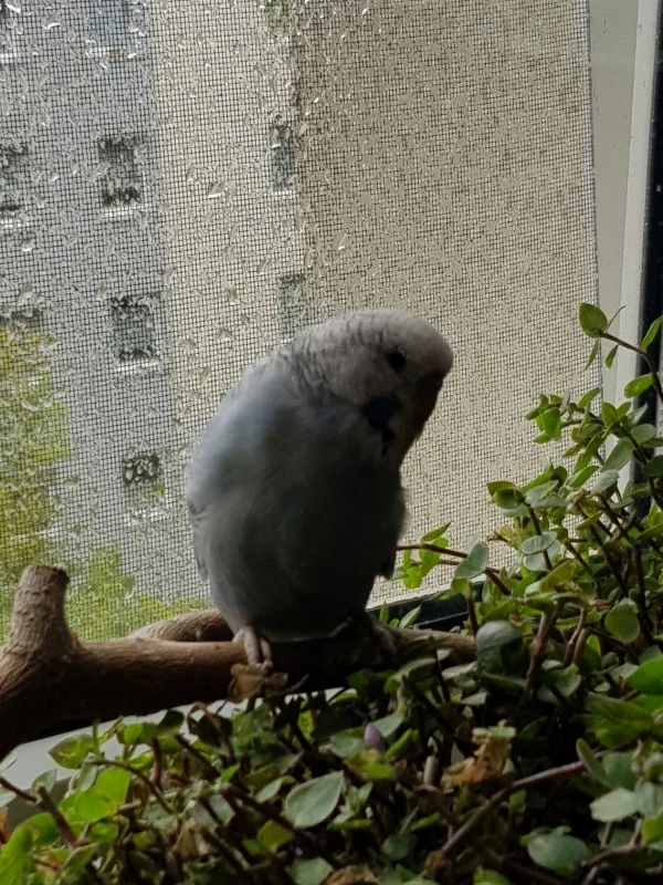 Wellensittich-Bild: Regentropfen an unser Fenster klopfen..