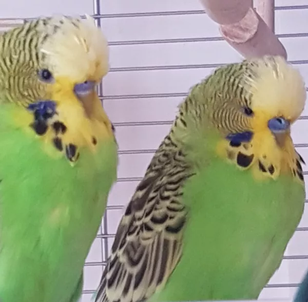 Wellensittich-Bild: Bad Hair Day.
Moritz und Max mit fescher Igelfrisur!
Die Twins mausern sich zu stolzen Hähnchen. Bis alle Federn gewachsen sind dauert es noch ein Weilchen.